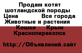 Продам котят шотландской породы › Цена ­ 2 000 - Все города Животные и растения » Кошки   . Крым,Красноперекопск